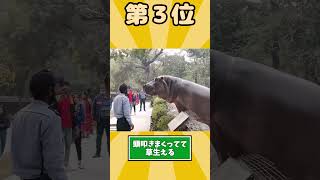 カバさん映像見て癒されたら寝ろｗｗｗ #動物 #2ch動物スレ #2ch