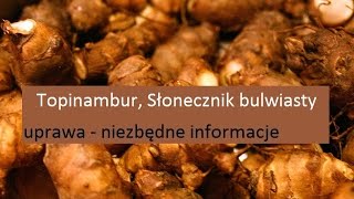 Topinambur, Słonecznik bulwiasty - uprawa