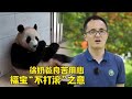 福宝的“不打滚”之意，国内没素质之人大有人在，请文明观看禁止喧哗#panda #大熊貓 #大熊猫福宝