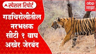 Gadchiroli Tiger Special Report : गडचिरोलीतील नरभक्षक सीटी 1 वाघ अखेर जेरबंद