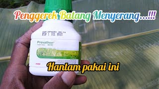 Review kegunaan dan Sasaran Insektisida PREVATHON 50 SC