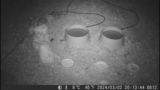 2024 0302 mouse forages by the water bowls and even checks out a plate!