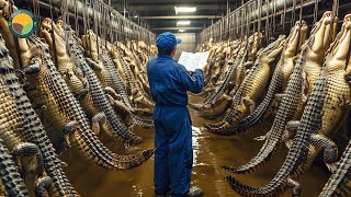 How Farmers Raise Millions of Crocodiles for Meat and Skin in China | Farming Documentary