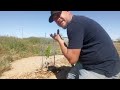 how we grow grapevines here in the arizona desert