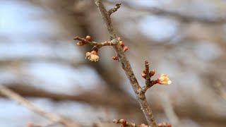 T351    2024年12月25日　　ウメ　　　音楽　枯葉　　　南部丘陵公園　　たか鷹短信