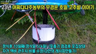 23년 고추밭이야기 6화 - 포충기점검후 포집상태 및 액비관주시 비율 #나방 #포충기 #액비 #무경운 #호밀 #고추 #유기농 #어쩌다나주농부 #나주배가족농장