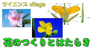 中学１年　理科『花のつくりとはたらき』【現役教師による授業動画】