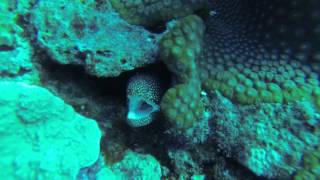 yellow margin moray