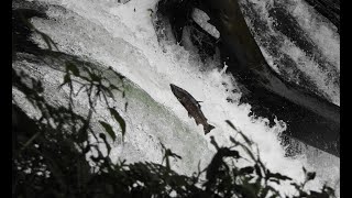 【さくらの滝】サクラマスの遡上