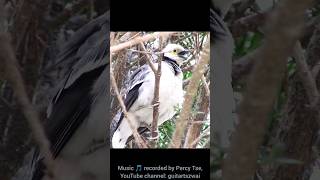 黑領椋鳥隱身枝葉間鳴叫🎵🐦 #公園 #大自然 #生態攝影 #趣味 #野生動物 #自然 #wings #鳥 #bird #birding #jalak #hongkong #hk #jalakgacor