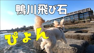 A walk along the Kamo River/The day Fuqu tried stepping stones and had a breakthrough 🐶😊｜Vlog