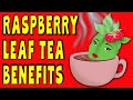 10 Amazing RASPBERRY LEAF TEA Benefits for pregnancy & more - How good is it really?