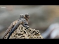 Snakes Hunting Baby Iguana - BBC Planet Earth