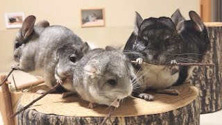 Chinchilla baby grew too big in one month