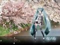 【 初音ミク ／ 桜ノ雨 】オリジナル曲