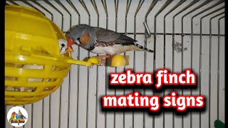 How do I know that a zebra finch will mate ? mating signs