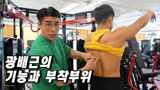 광배근의 해부학적 기능과 구조(광배근의3가지기능 중요✔ㅡ윈플렉스짐 김명섭관장)