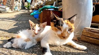 漁港近くで見掛けた三毛猫の親子が可愛過ぎる