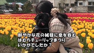 黒パグナイトの東京 羽村市 はむらチューリップまつり2010 チューリップ畑の中に見えるのは...？