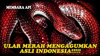 MENYALA DI TENGAH HUTAN ‼️6 ULAR MERAH INDONESIA YANG EKSOTIS DAN LANGKA