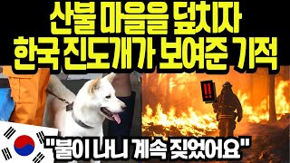 [해외감동사연] LA 소방관이 입양한 한국 진돗개가 보여준 40분의 기적, 12가구 독거노인 구조에 전세계가 주목한 놀라운 순간