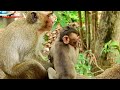 カンボジアの赤ちゃんザルと友達のハッピーアワー🐒💕 monpai monyet サル 子ザル 小ザル 小猿 子ザル