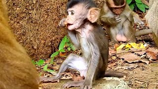 カンボジアの赤ちゃんザルと友達のハッピーアワー🐒💕 / monpai monyet サル 子ザル 小ザル 小猿 子ザル