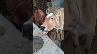 creazy sound of cow #short #shortvideo #village #animals #shortsvideo #cow #sound