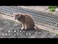 18【猫のいい話】可哀想になるくらいの猫アレルギーの娘が高学年になった一昨年夏、動けなくなっている野良仔猫を保護した・・・