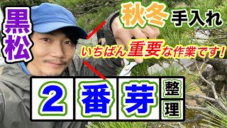 【黒松の剪定】短葉法の秋冬手入れで一番重要な芽間引き（２番芽の整理）のやり方を解説します！【初心者向講座】