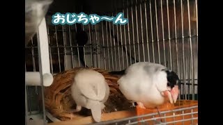 ゴハンに夢中　9歳文鳥の介護#261