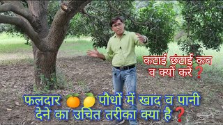 फलदार🍊पौधों जैसे-आम,लीची,चीकू में खाद व पानी देने का उचित तरीका | How to give inputs in fruit crops🍐