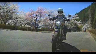 奥矢作桜街道　230401