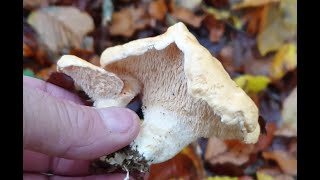 Pieds de mouton chanterelles girolles Vosges du 03.11.2023