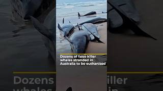 Dozens of false killer whales stranded in Australia to be euthanised | AJ #shorts