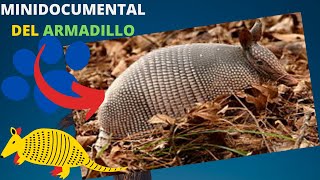 ARMADILLO | MINIDOCUMENTAL | animal armadillo y sus Caracteristicas-Datos en español (2020)