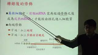 選修生物 I 029 轉錄 轉錄後修飾 分子生物學 中心法則 中央要義 聚合酶 NTP 端帽 多腺嘌呤尾 多腺核苷酸尾 剪接 第二章 遺傳