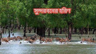 সুন্দরবনের হরিণ....||Full HD||