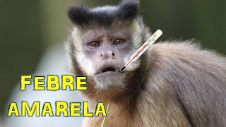 MACACOS PODEM TRANSMITIR A FEBRE AMARELA?