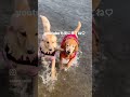 愛犬とお出かけ goldenretriever 大型犬との暮らし 岐阜県 車中泊