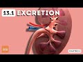 IGCSE Biology - Excretion in humans (13.1)