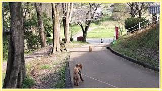 【国営飛鳥歴史公園】奈良県明日香村／甘樫丘の桜🌸 2023.3.29