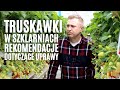 Rekomendacje dotyczące uprawy truskawek w szklarniach