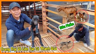 Quanglinhvlogs || Rất Nhiều Siêu Phẩm Dê Con Đã Ra Đời - Quang Linh Farm Liên Tục Có Thành Quả