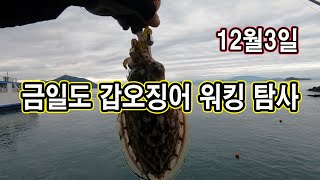 금일도(완도권) 전체 포인트 갑오징어 워킹 탐사(12월3일)!!