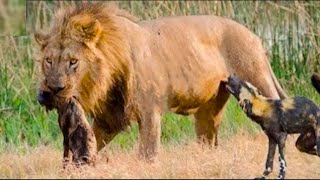 Merciless Moments When Male Lions Attack Their Prey