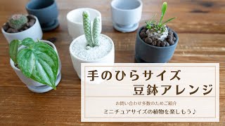 【手のひらサイズ豆鉢アレンジ】ミニチュアサイズで植物を楽しもう