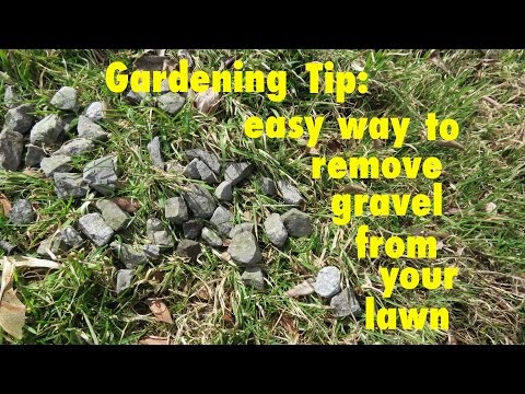 GARDENING TIP ● How to Easily Remove Gravel from your lawn GARDENING TIP ● How to Easily Remove Gravel from your lawn
