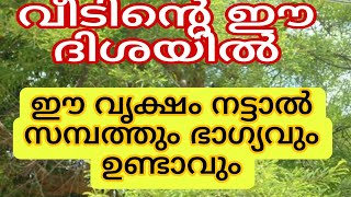 ഈ വൃക്ഷം വീട്ടിൽ നട്ടുവളർത്തിയാൽ സർവ്വഐശ്വര്യം, @Myspirituallife20 a tree canbe eradicate poverty.