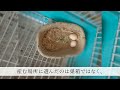 セキセイインコが卵を産んだ時の驚きの行動とは・・・